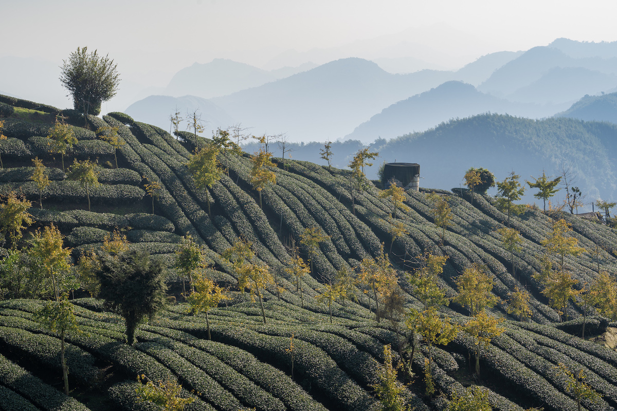 tea-field